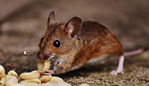 24 Hour & Emergency Exterminators in Klondyke, AZ